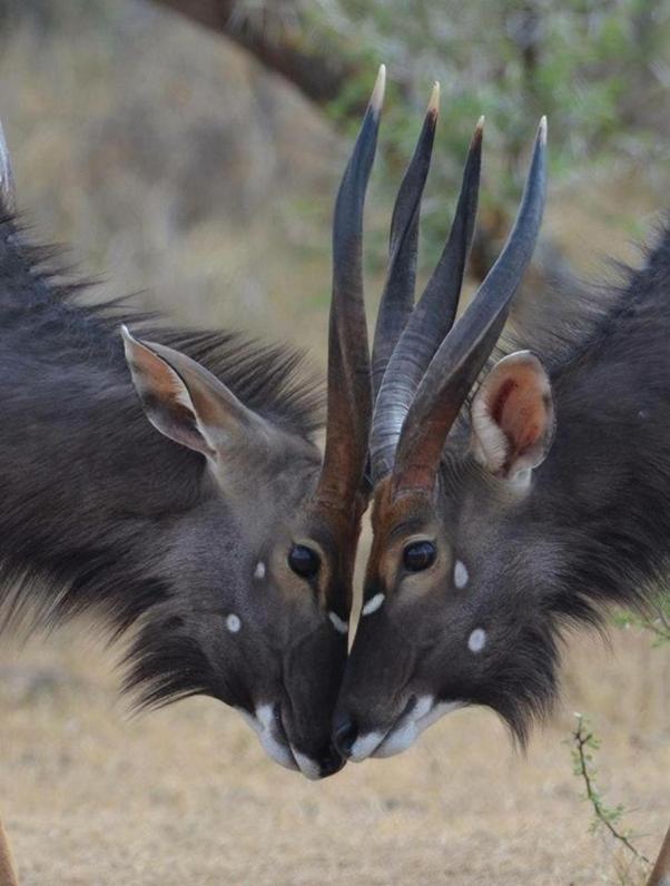 Weltevreden Game Lodge Блумфонтейн Екстер'єр фото