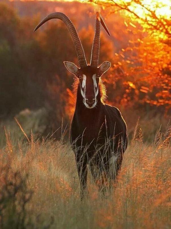Weltevreden Game Lodge Блумфонтейн Екстер'єр фото