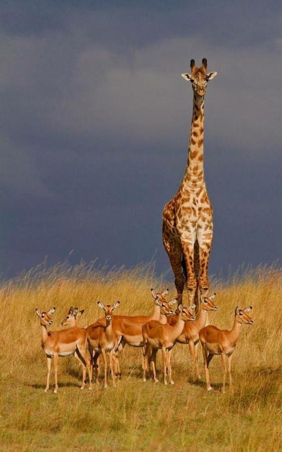 Weltevreden Game Lodge Блумфонтейн Екстер'єр фото