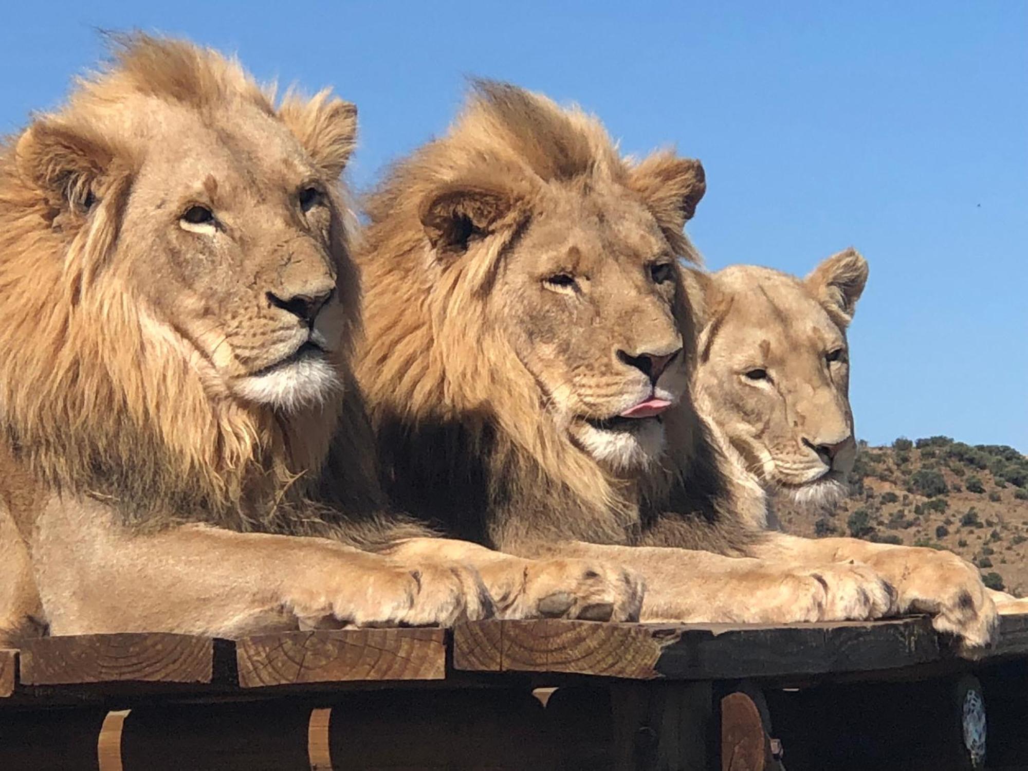 Weltevreden Game Lodge Блумфонтейн Екстер'єр фото