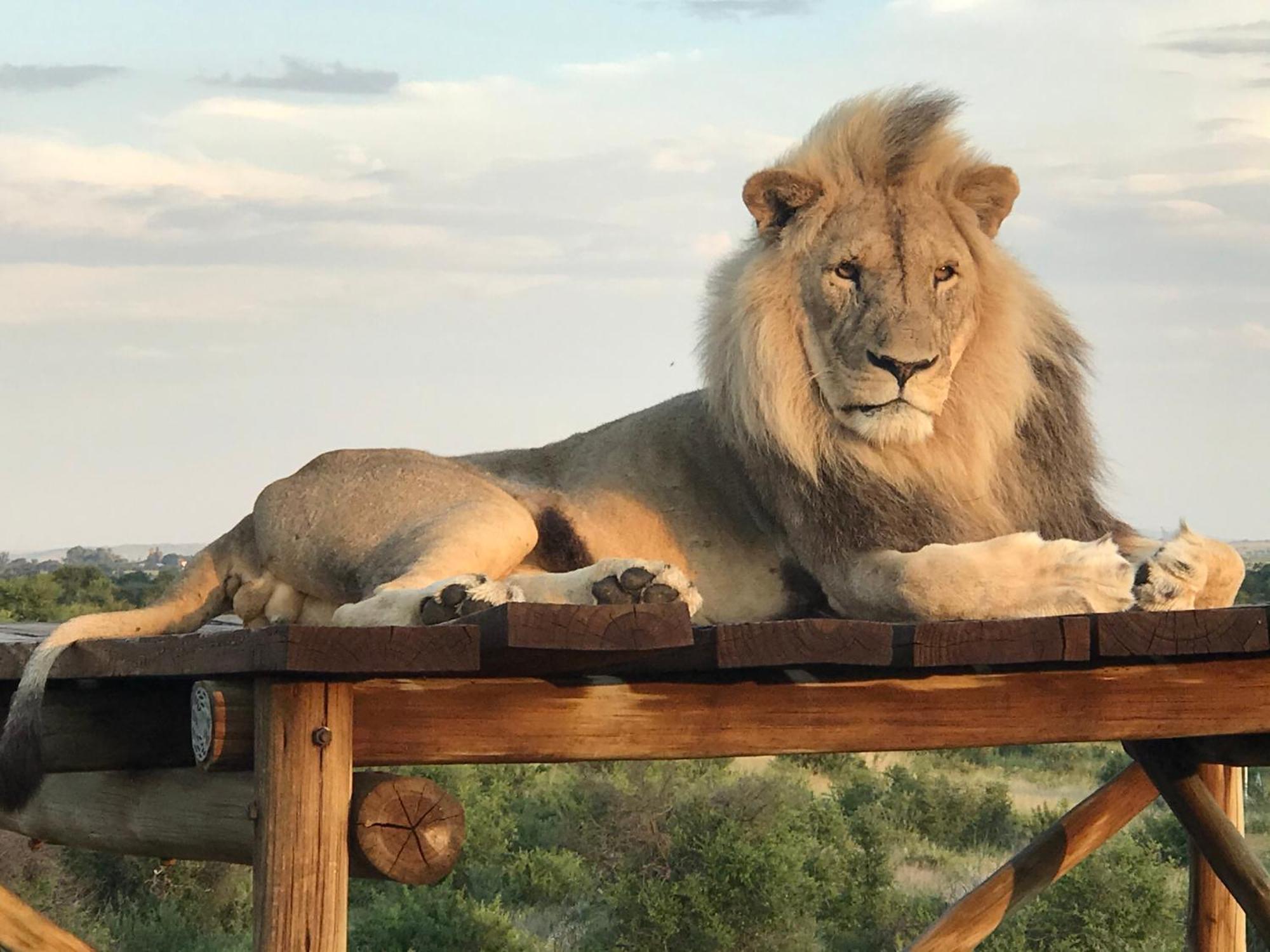 Weltevreden Game Lodge Блумфонтейн Екстер'єр фото