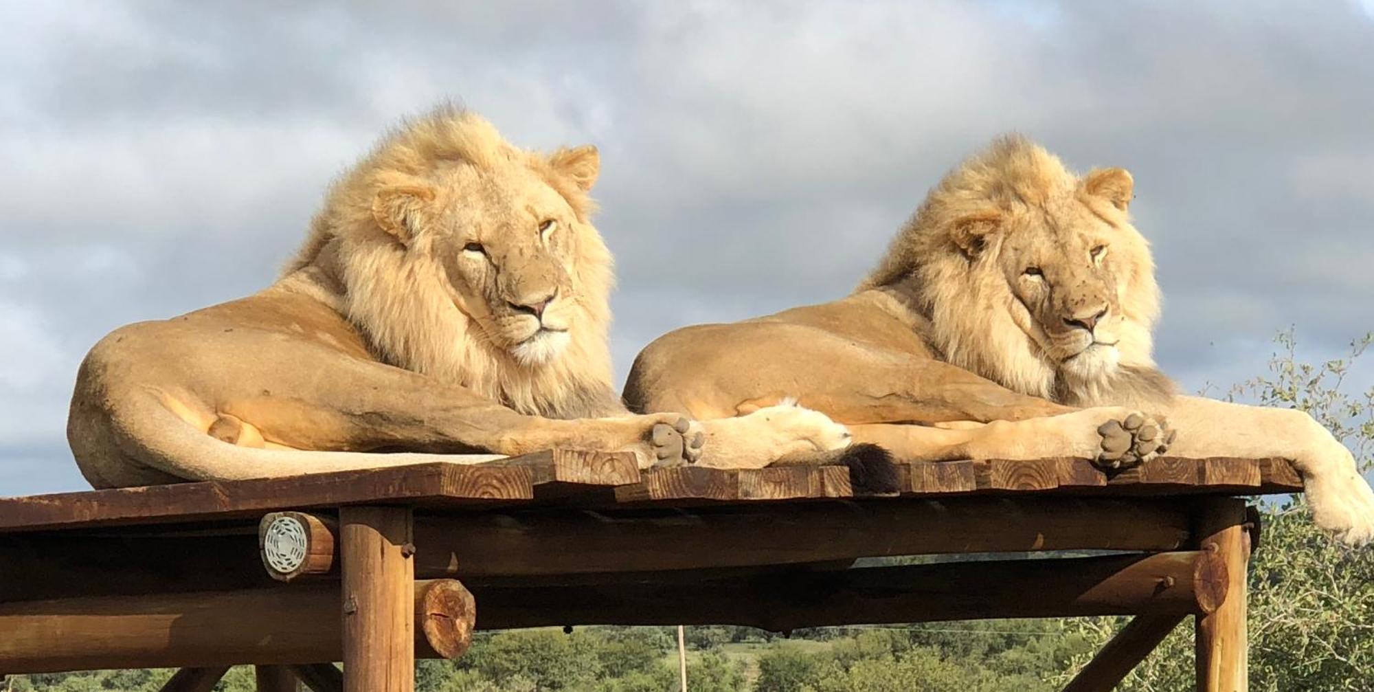 Weltevreden Game Lodge Блумфонтейн Екстер'єр фото